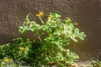 Stinkende gouwe (Chelidonium majus)