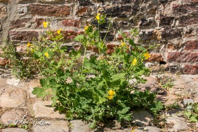 Stinkende gouwe (Chelidonium majus)