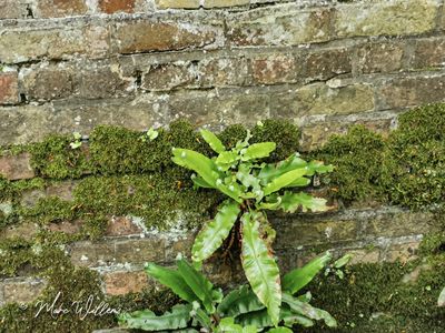 Tongvaren (Asplenium scolopendrium)