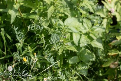 Vierzadige wikke of gladde wikke - Vicia tetrasperma