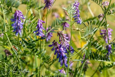 Vogelwikke (Vicia cracca)