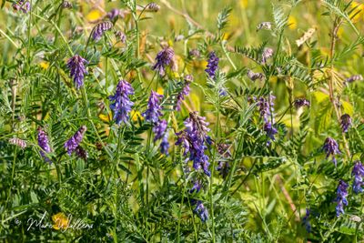 Vogelwikke (Vicia cracca)