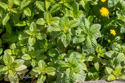 watermunt (Mentha aquatica)