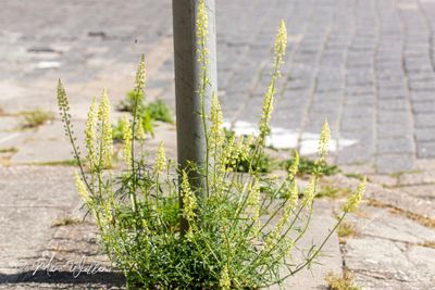 Wilde reseda (Reseda lutea)