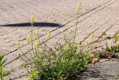 Wilde reseda (Reseda lutea)