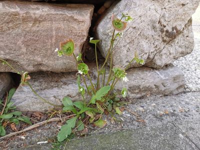 Winterpostelein (Claytonia perfoliata))