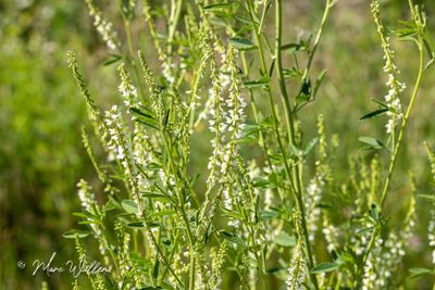 Witte honingklaver (Melilotus albus)