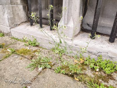 Zandraket (Arabidopsis thaliana)