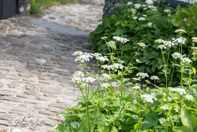 Zevenblad (Aegopodium podagraria)