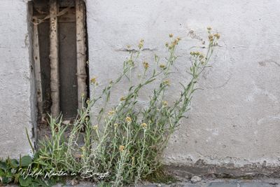 Bleekgele droogbloem (Gnaphalium luteo-album)