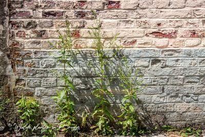 Basterdwederik spec. (Epilobium)