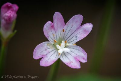 Bergbasterdwederik (Epilobium montanum)