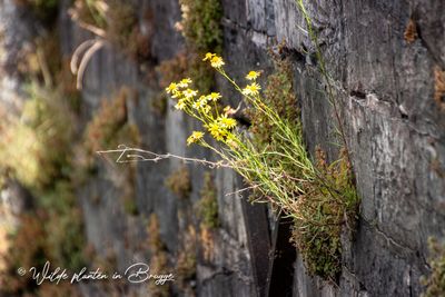 Bezemkruiskruid (Senecio inaequidens)
