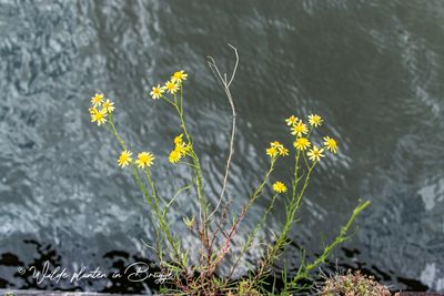 Bezemkruiskruid (Senecio inaequidens)