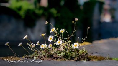 Muurfijnstraal (Erigeron karvinskianus)