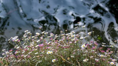 Muurfijnstraal (Erigeron karvinskianus)