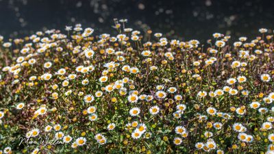Muurfijnstraal (Erigeron karvinskianus)