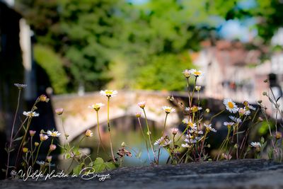 Muurfijnstraal (Erigeron karvinskianus)