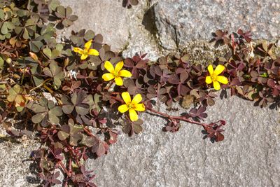Gehoornde klaverzuring (Oxalis corniculata)