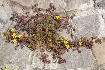 Gehoornde klaverzuring (Oxalis corniculata)