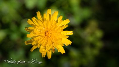 Gewoon biggenkruid (Hypochaeris radicata)