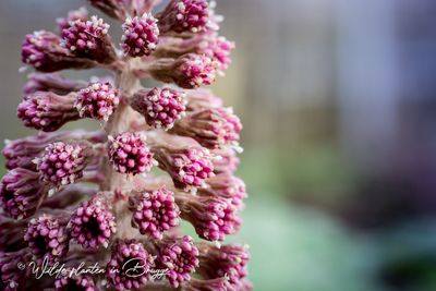 Groot hoefblad (Petasites hybridus)