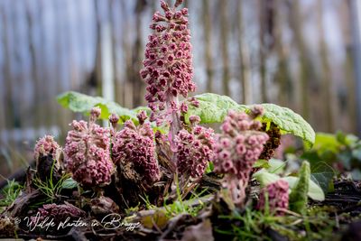 Groot hoefblad (Petasites hybridus)