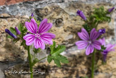 Groot kaasjeskruid (Malva sylvestris)