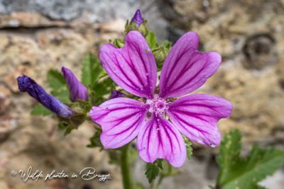 Groot kaasjeskruid (Malva sylvestris)