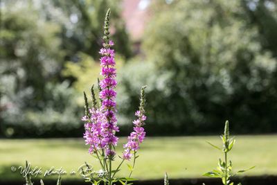 Grote kattenstaart (Lythrum salicaria)