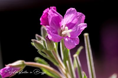 Harig wilgenroosje (Epilobium hirsutum)