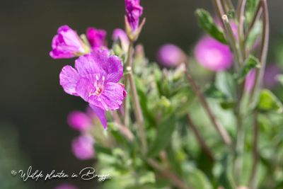 Harig wilgenroosje (Epilobium hirsutum)