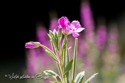 Harig wilgenroosje (Epilobium hirsutum)