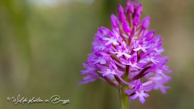 Hondskruid (Orchis pyramidalis)