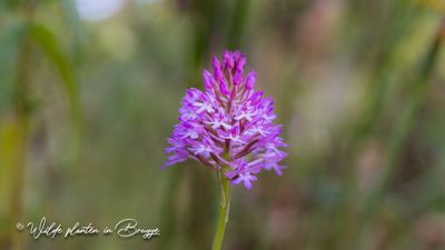 Hondskruid (Orchis pyramidalis)