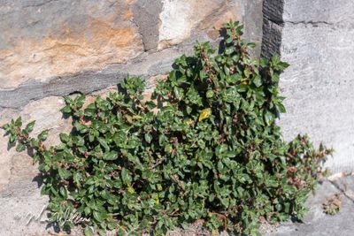 Klein glaskruid (Parietaria judaica)