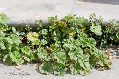 Klein kaasjeskruid (Malva neglecta)