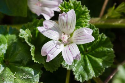 Klein kaasjeskruid (Malva neglecta)
