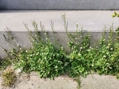 Kleine velders (Cardamine hirsuta)