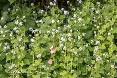 Look-zonder-look (Alliaria petiolata)