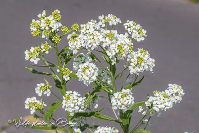 Mierikswortel (Armoracia rusticana)