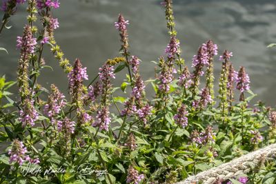 Moerasandoorn (Stachys palustris)