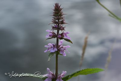 Moerasandoorn (Stachys palustris)