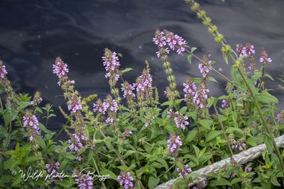 Moerasandoorn (Stachys palustris)