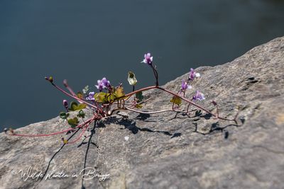 Muurleeuwenbek (Cymbalaria muralis)