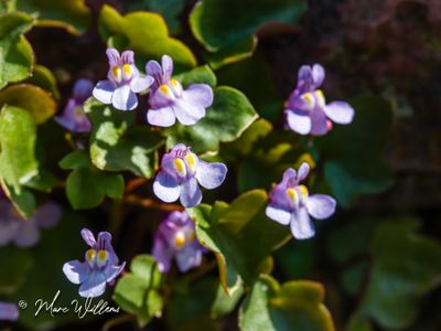Muurleeuwenbek (Cymbalaria muralis)