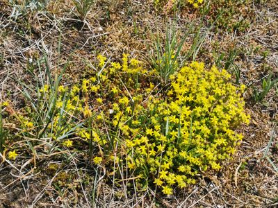 Zacht vetkruid (Sedum sexangulare)