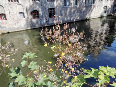 Muursla (Mycelis muralis)
