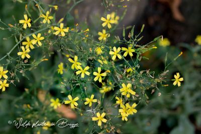 Muursla (Mycelis muralis)