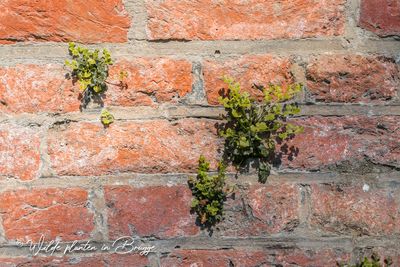 Muurvaren (Asplenium ruta-muraria)